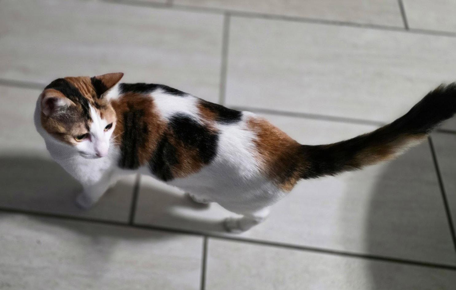 Enlarge Miki, a Adoptable Calico in Palo Alto, CA image 2/3