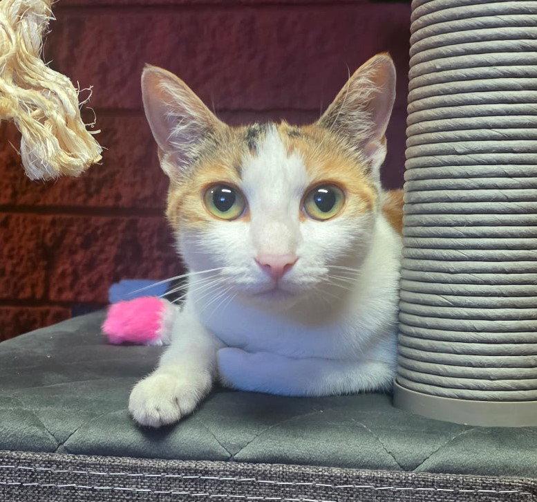 Enlarge Miki, a Adoptable Calico in Palo Alto, CA image 3/3
