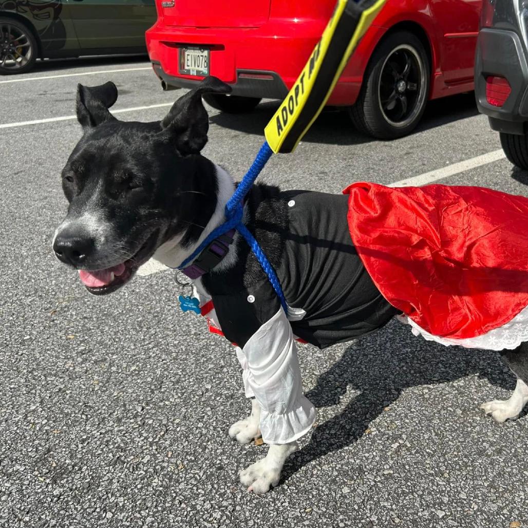 Lover, a Adoptable Mixed Breed in Rossville, GA image 1/3