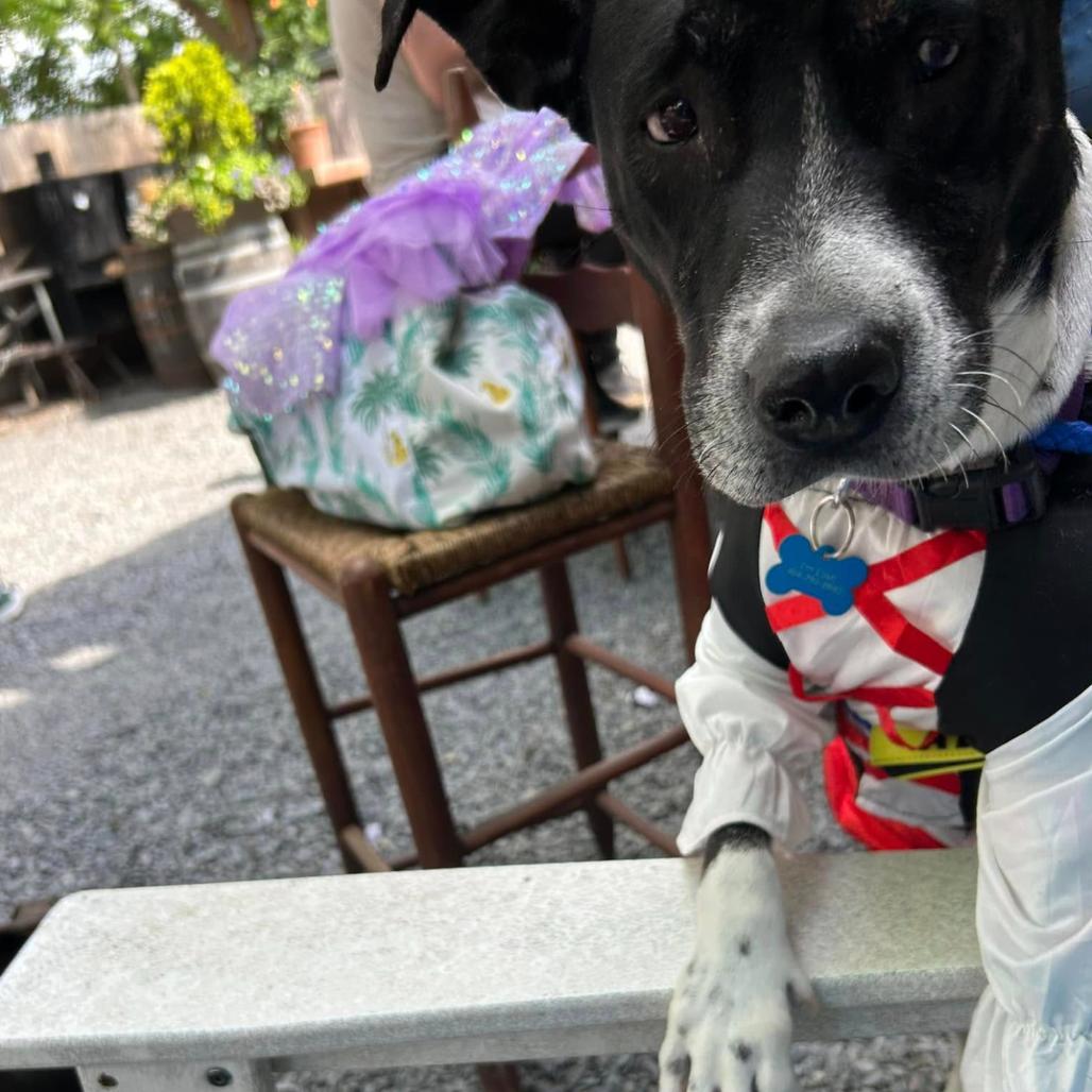 Lover, a Adoptable Mixed Breed in Rossville, GA image 3/3