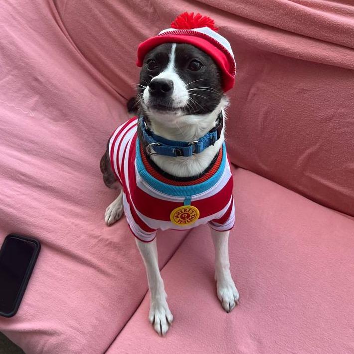 Bonnie, Adoptable, Young Female Mixed Breed.