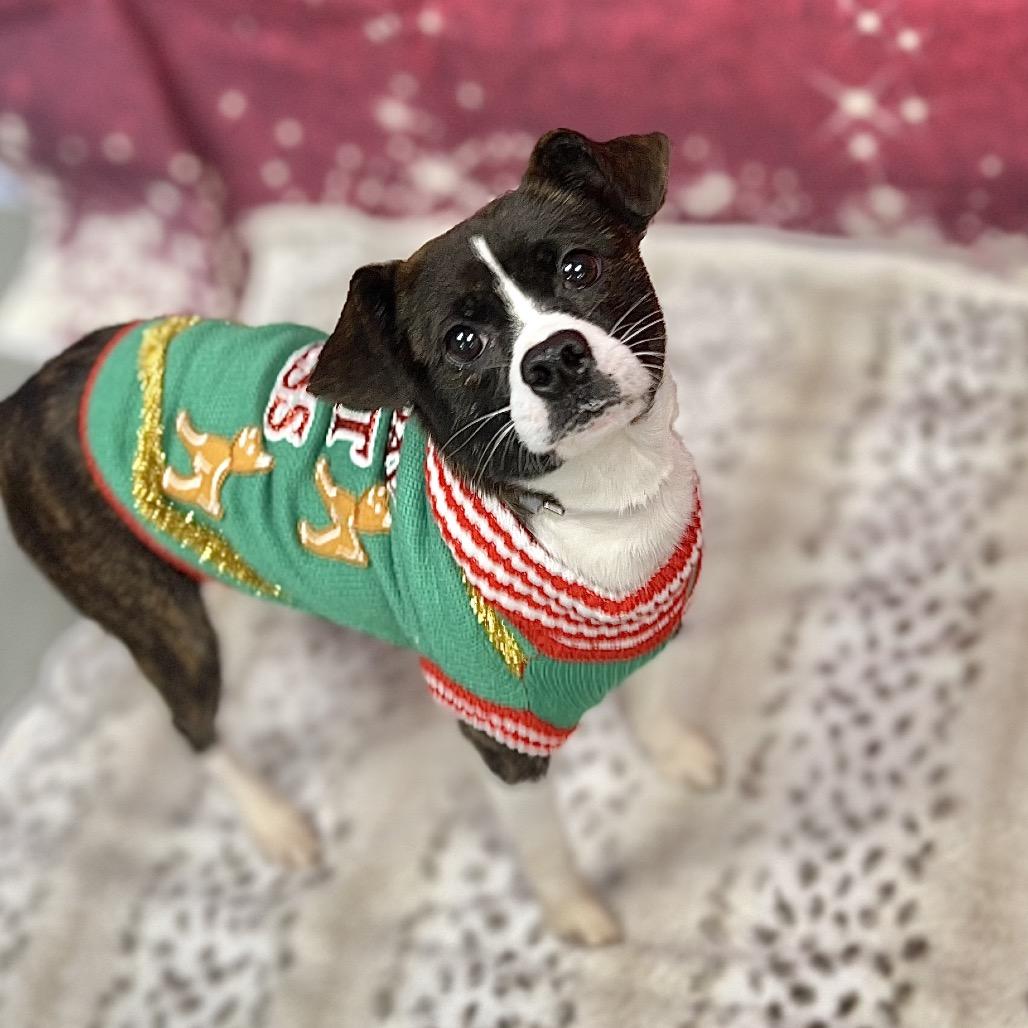 Enlarge Bonnie, a Adoptable mixed breed in New York, NY image 6/6