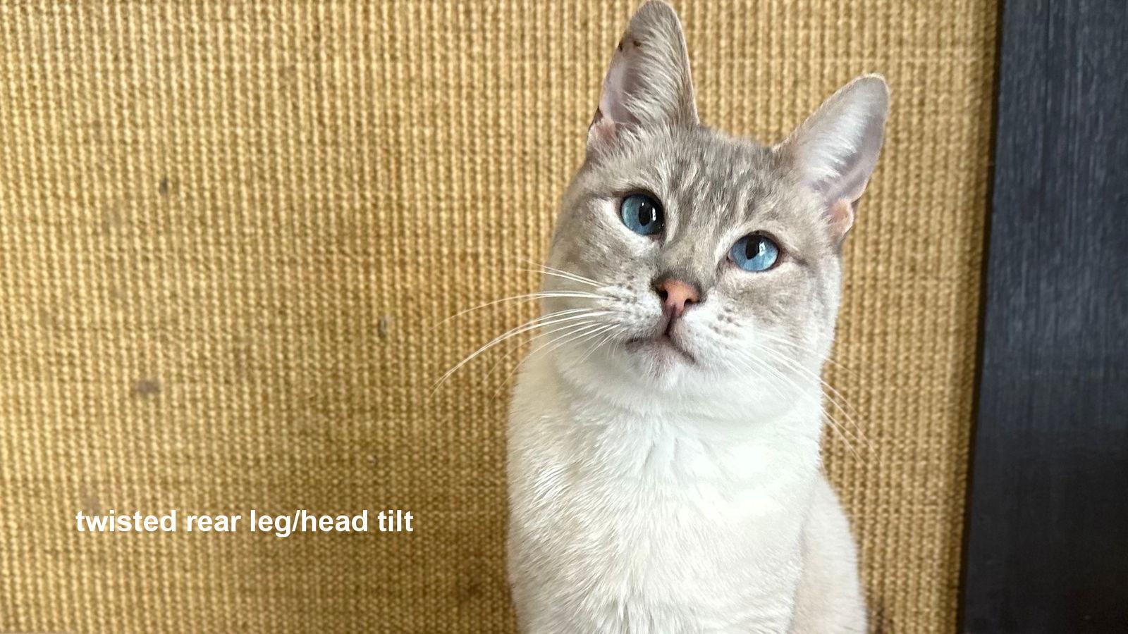 Merlin, a Adoptable Siamese in Santa Rosa, CA image 2/3