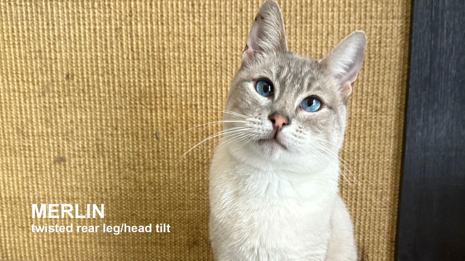 Merlin, Adoptable, Adult Male Siamese.