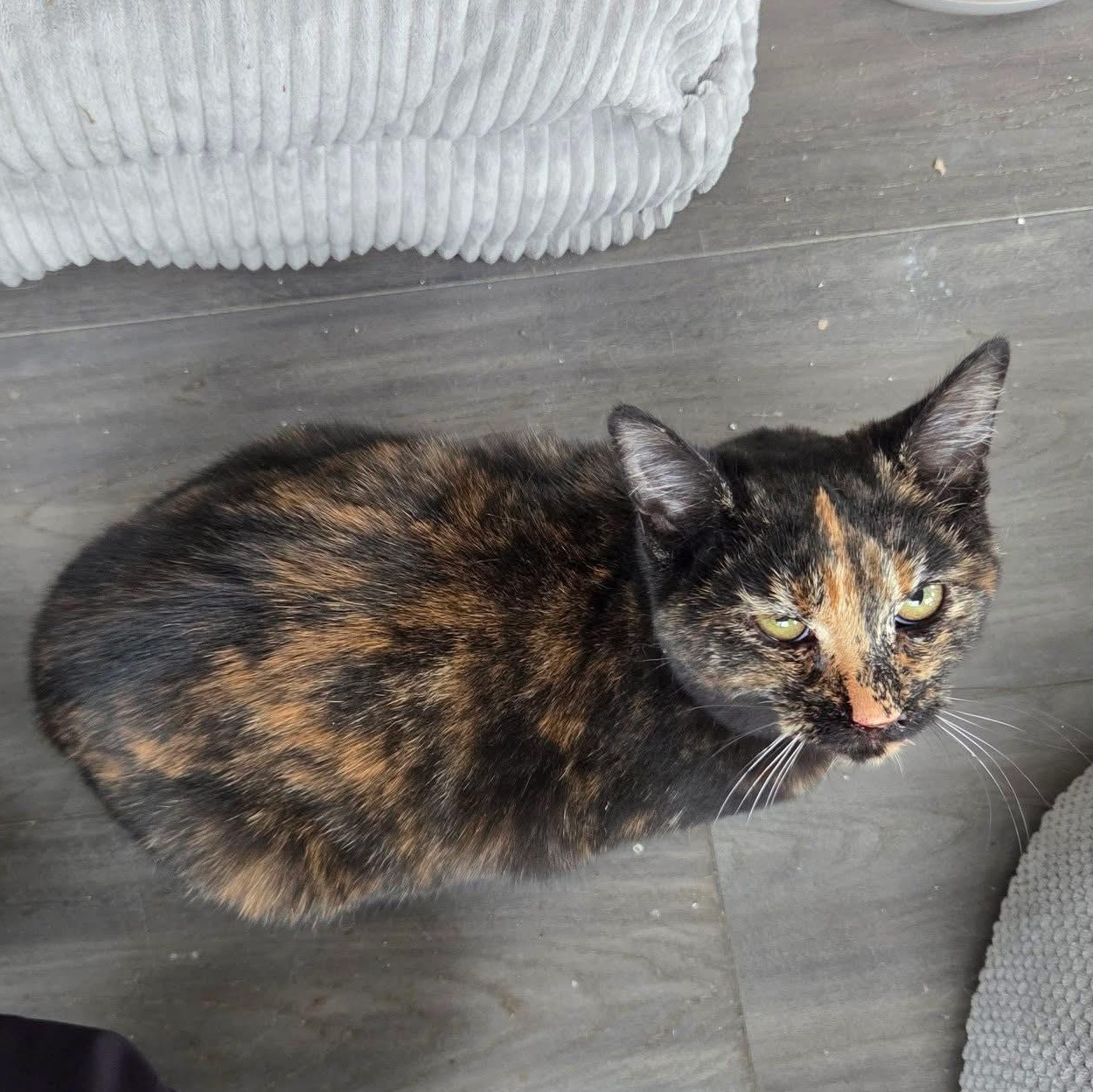 Enlarge Mars, a ADOPTABLE Tortoiseshell in West newton, PA image 2/4