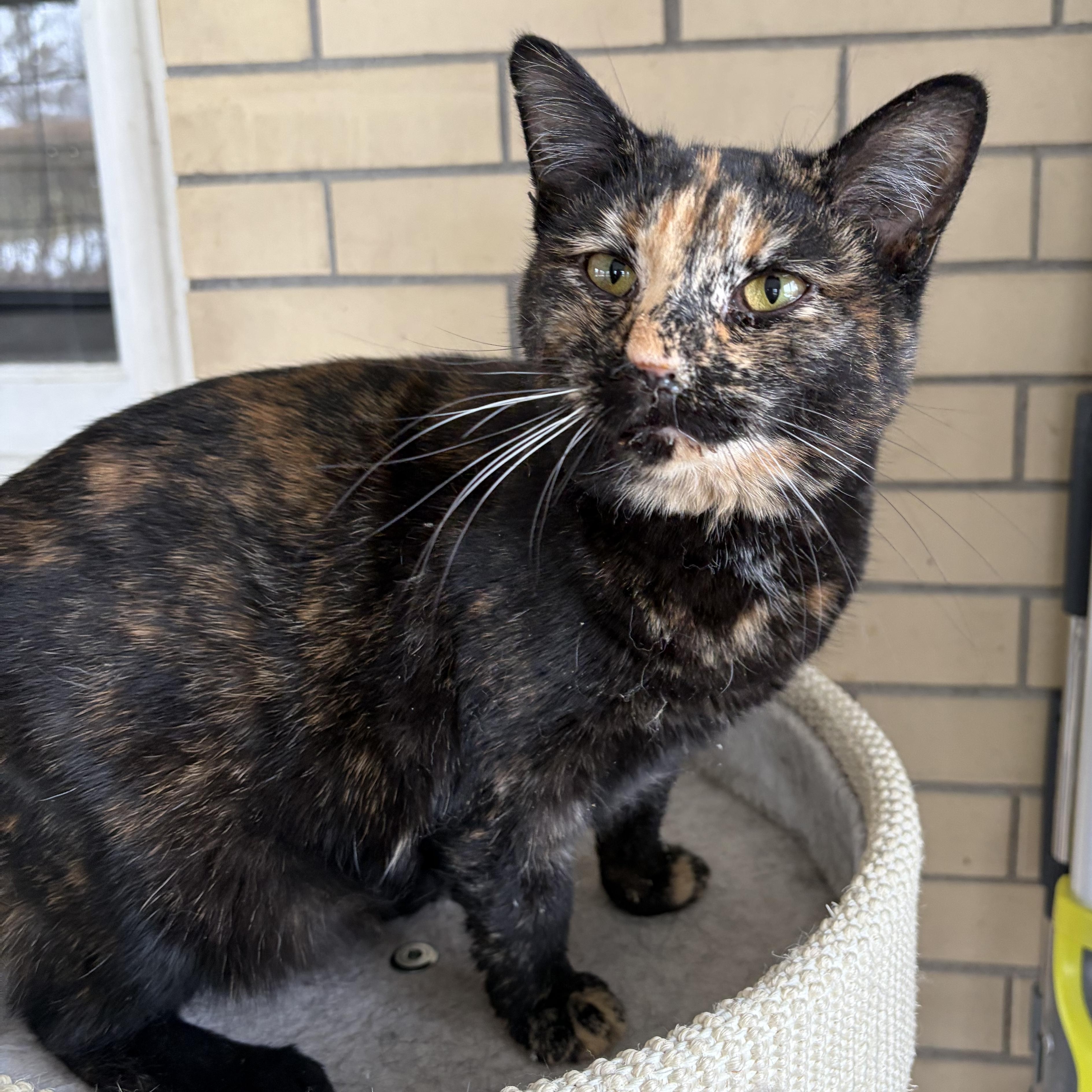 Enlarge Mars, a ADOPTABLE Tortoiseshell in West newton, PA image 3/4