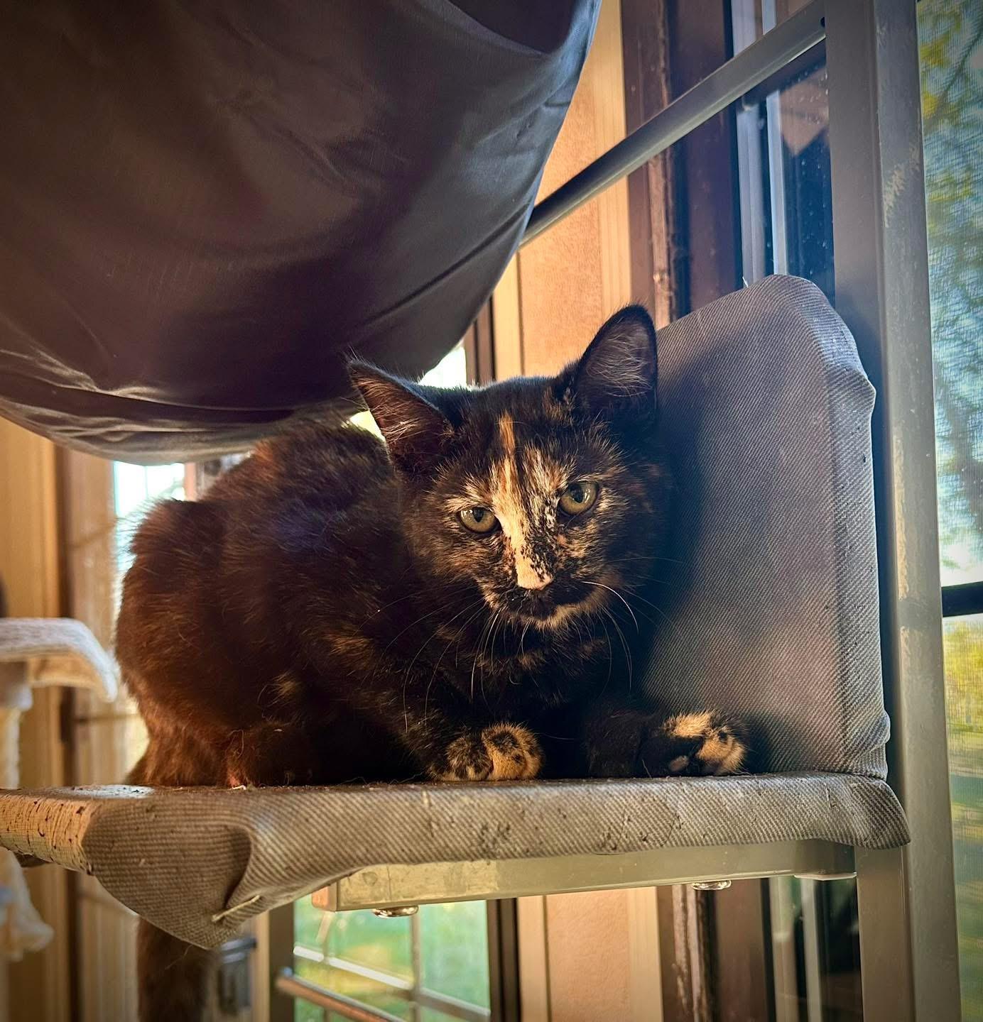 Enlarge Mars, a ADOPTABLE Tortoiseshell in West newton, PA image 4/4