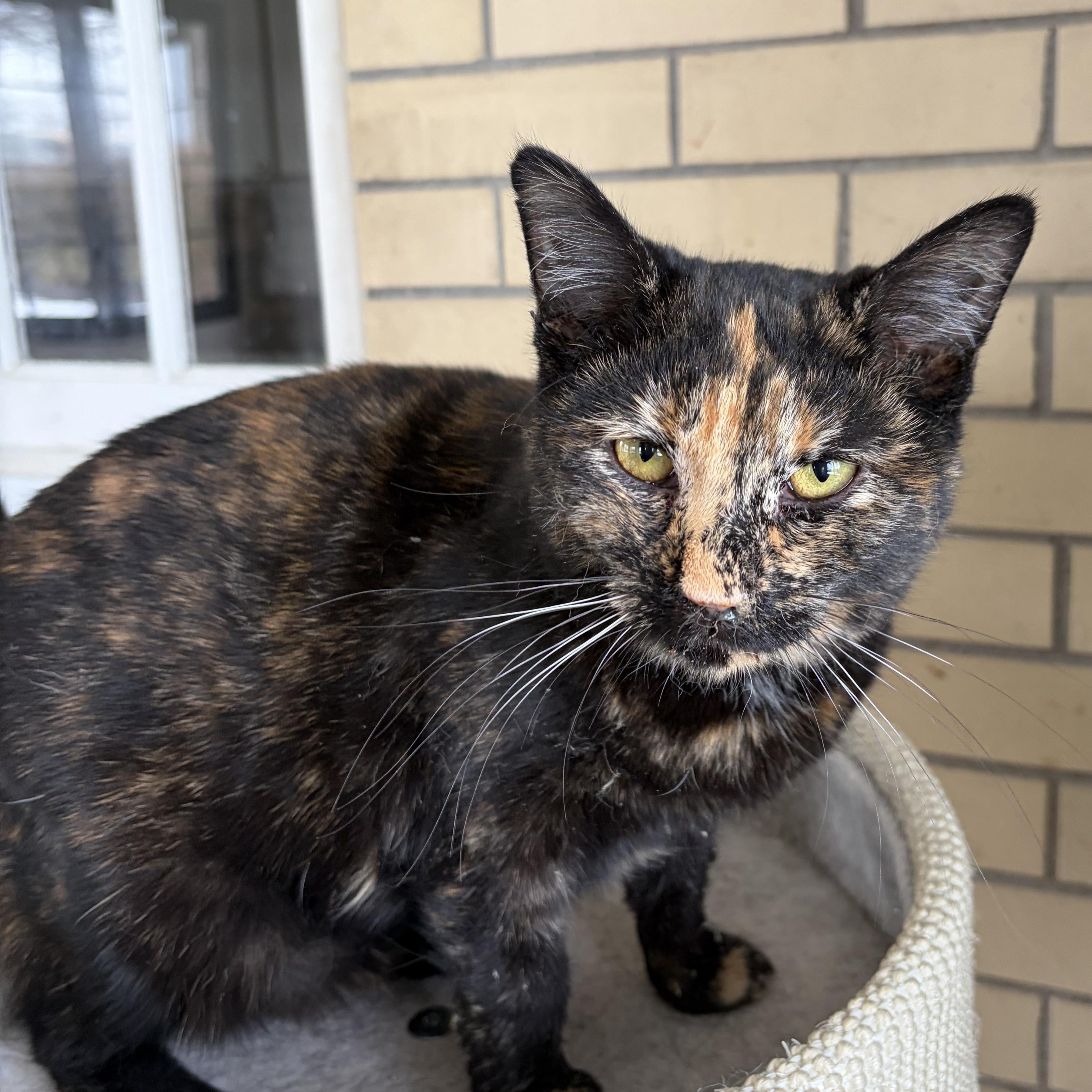 Enlarge Mars, a ADOPTABLE Tortoiseshell in West newton, PA image 1/4
