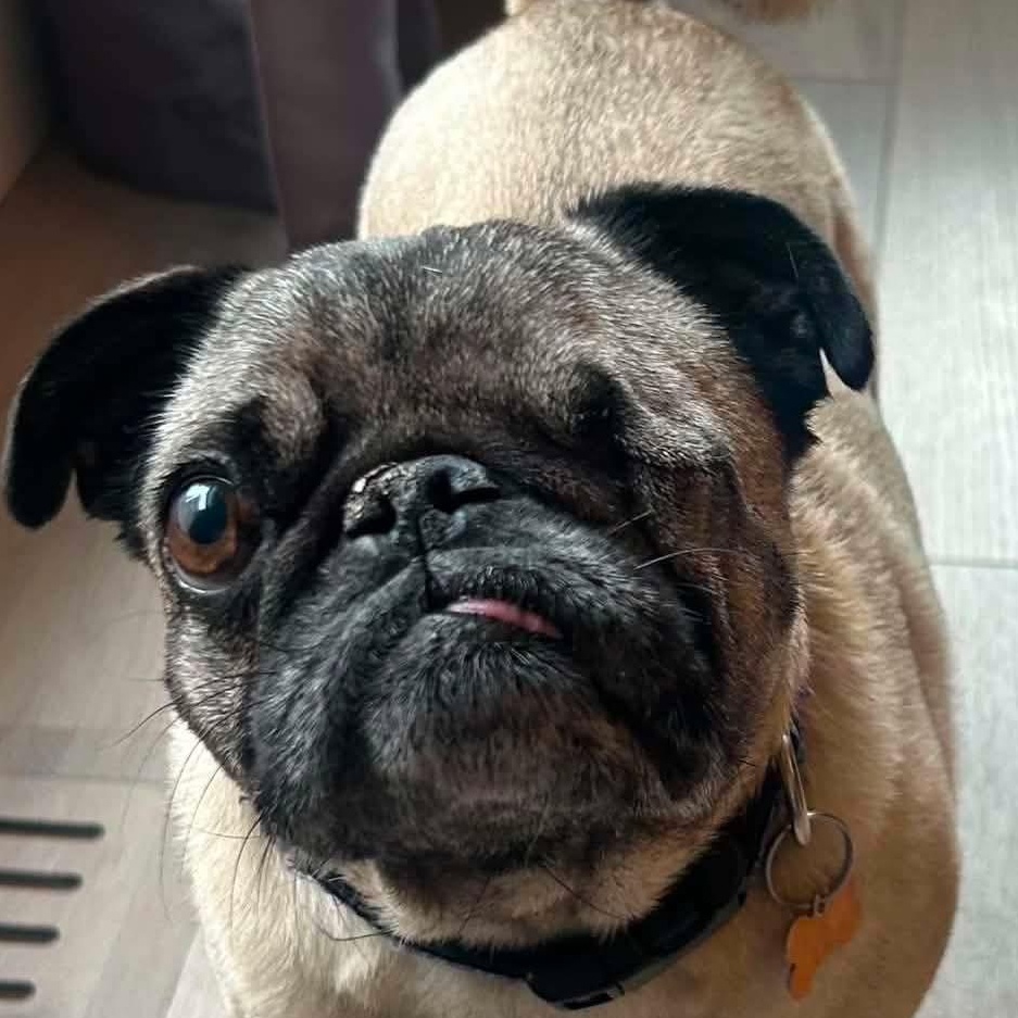 Sally, Adoptable, Adult Female Pug.