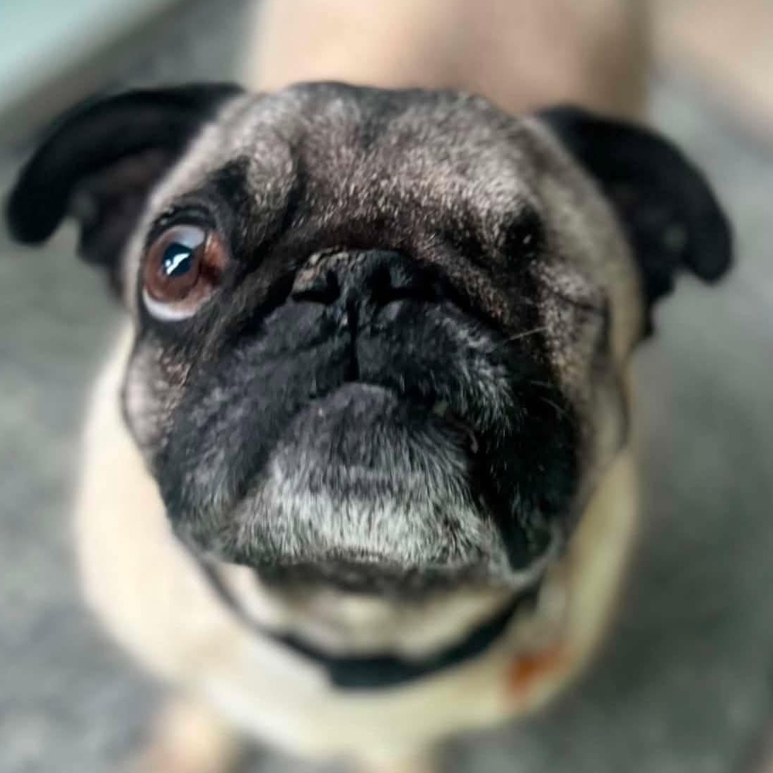 Enlarge Sally, a Adoptable mixed breed in Calgary, AB image 6/6