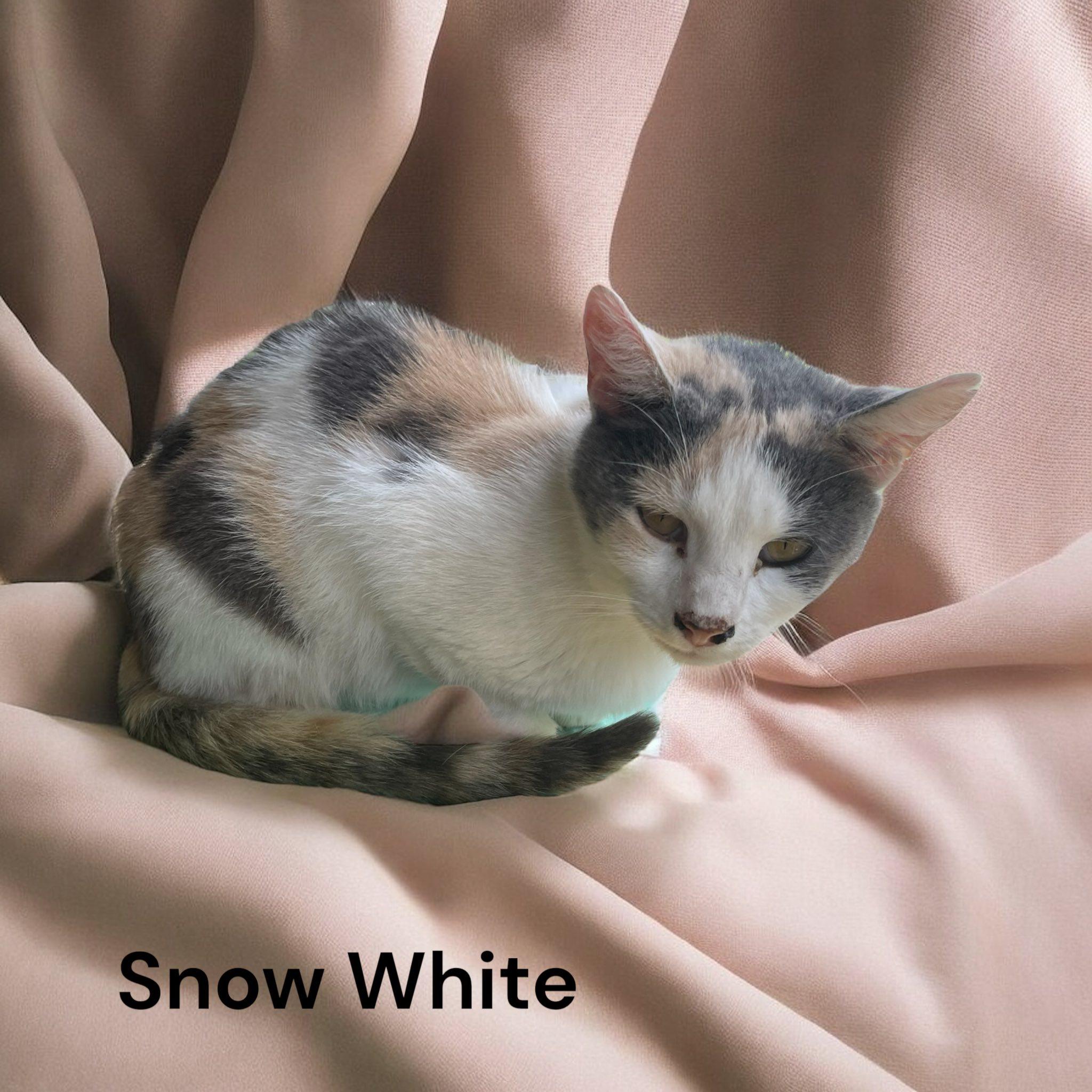 Snow White - NJ