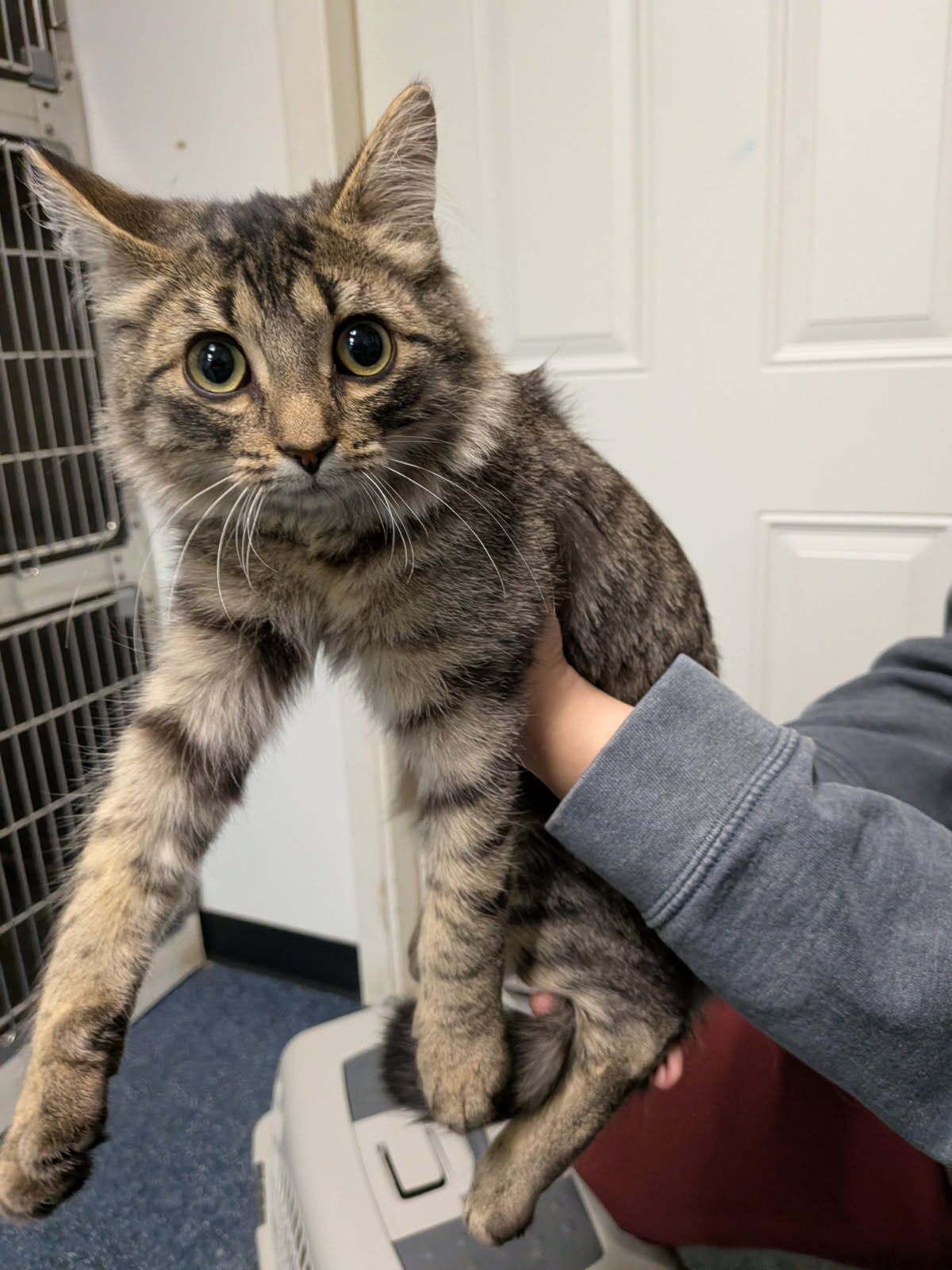 Rubble, a Adoptable Domestic Medium Hair in wetaskiwin, AB image 1/2
