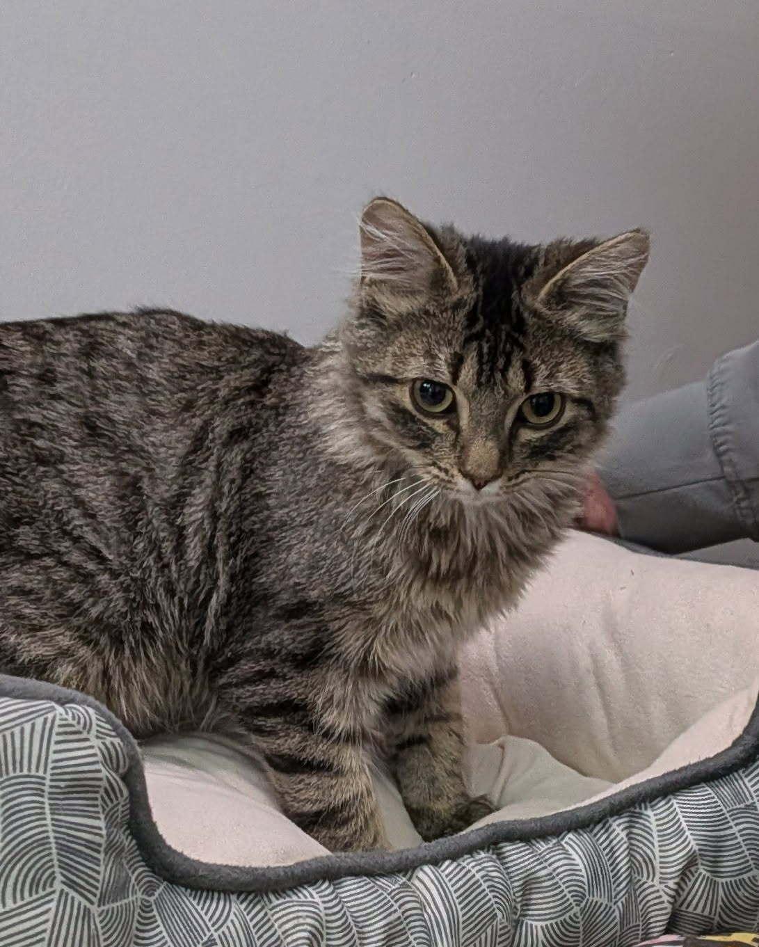 Rubble, a Adoptable Domestic Medium Hair in wetaskiwin, AB image 2/2