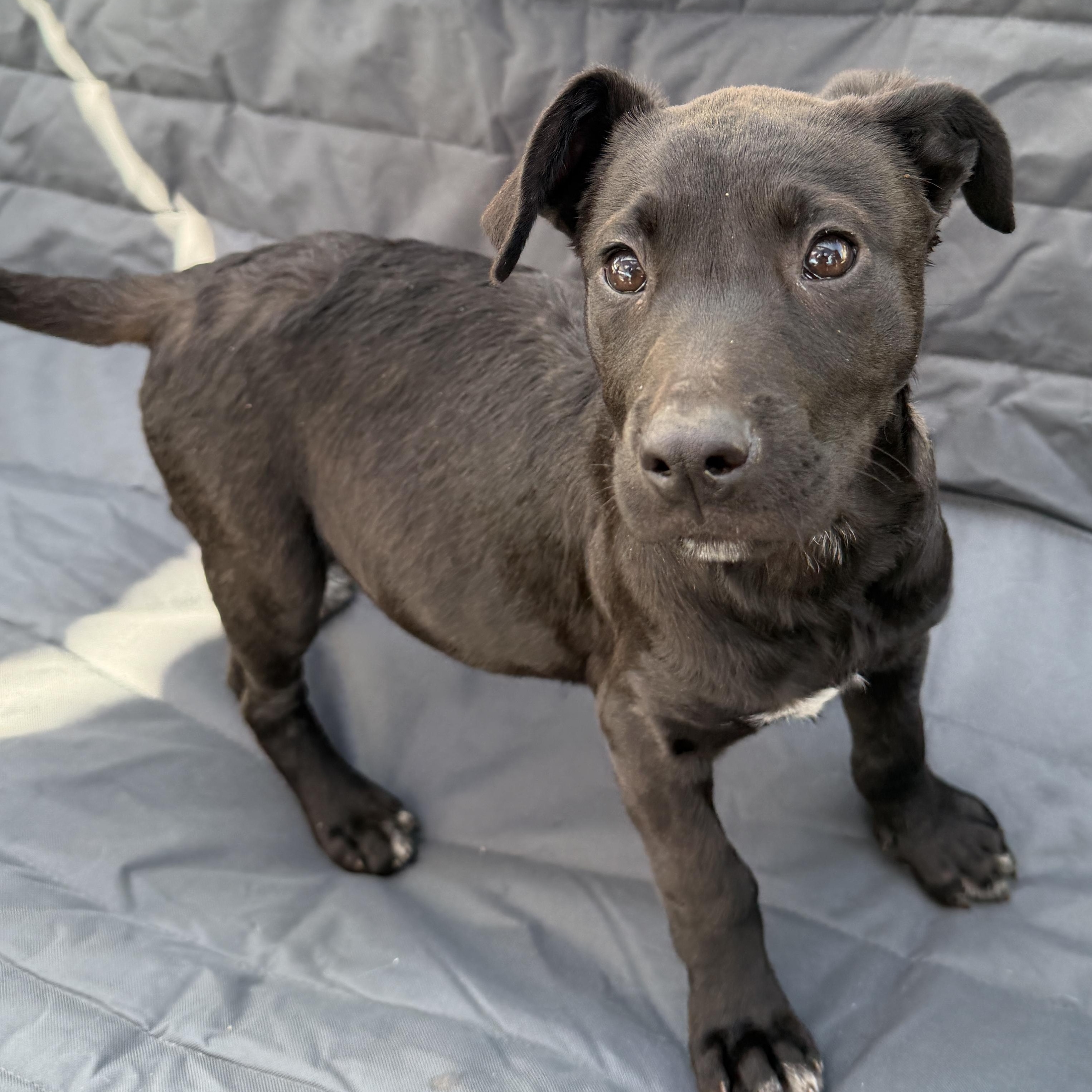 Matt, Adoptable, Puppy Male Labrador Retriever & Terrier.