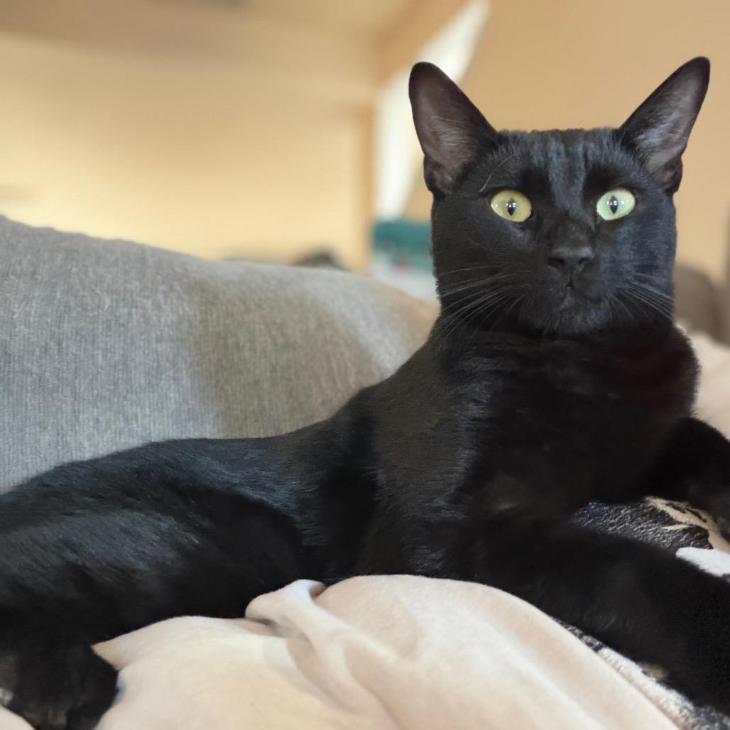 Tommy Norris, Adoptable, Adult Male Domestic Short Hair.
