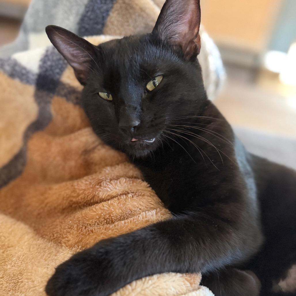 Enlarge Tommy Norris, a Adoptable Domestic Short Hair in Flower Mound, TX image 2/6