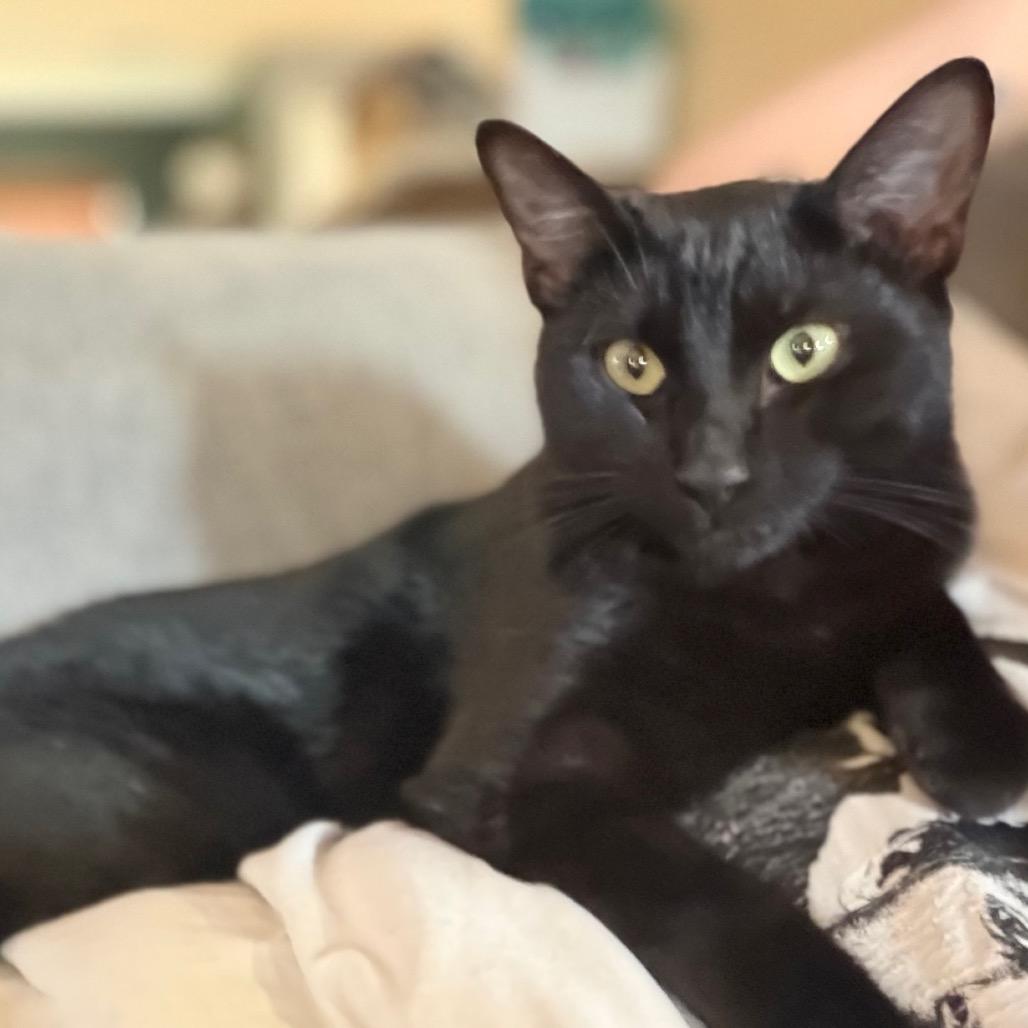 Enlarge Tommy Norris, a Adoptable Domestic Short Hair in Flower Mound, TX image 3/6