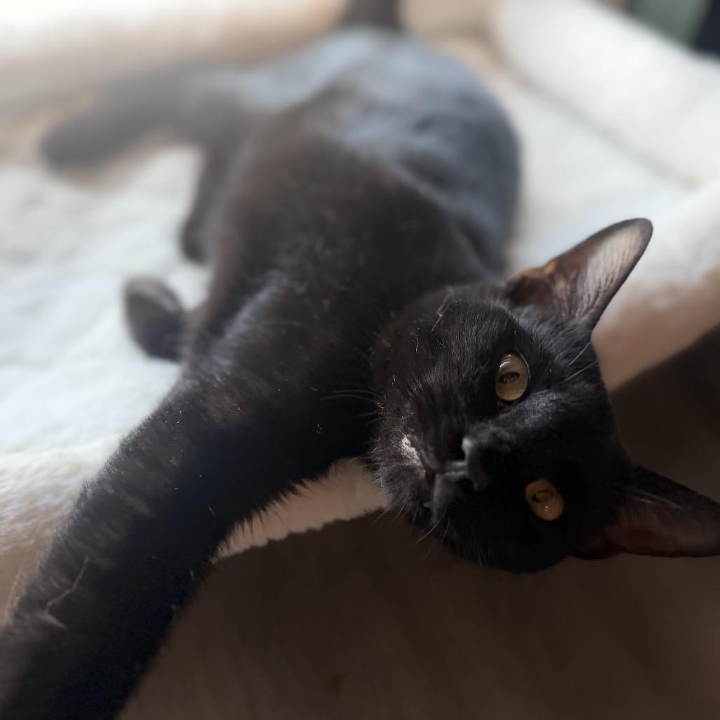 Enlarge Tommy Norris, a Adoptable Domestic Short Hair in Flower Mound, TX image 4/6