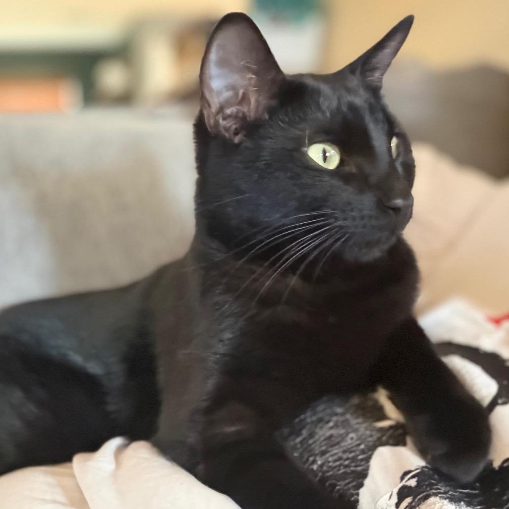 Enlarge Tommy Norris, a Adoptable Domestic Short Hair in Flower Mound, TX image 5/6