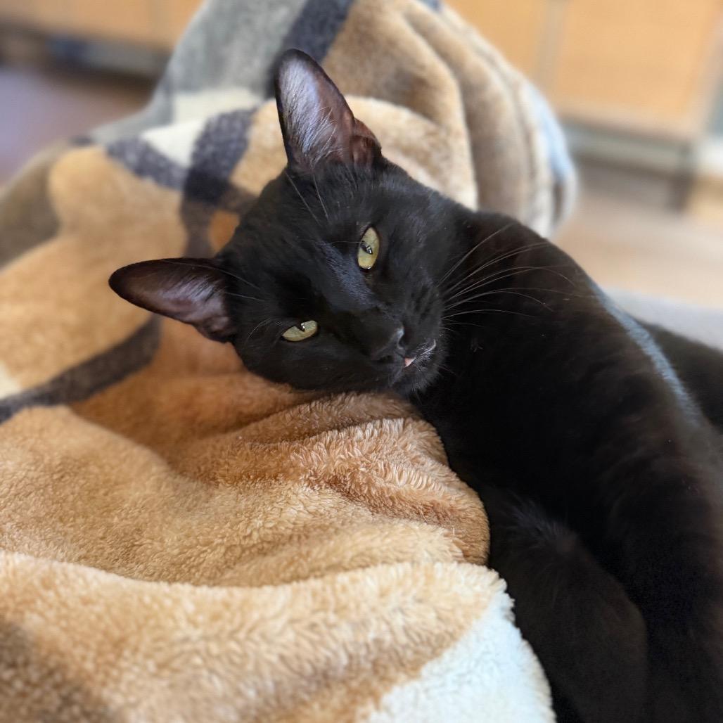 Enlarge Tommy Norris, a Adoptable Domestic Short Hair in Flower Mound, TX image 6/6