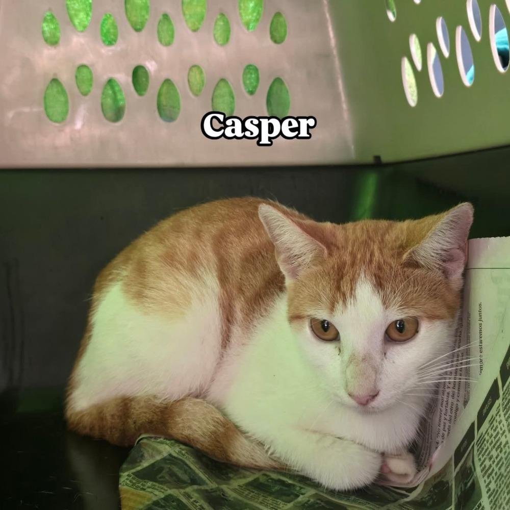 Casper thumbnail 2