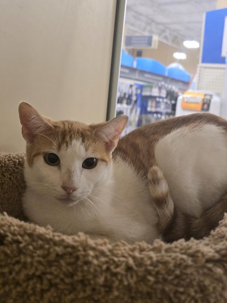 Enlarge Casper, a Adoptable Domestic Short Hair in Naranjito, PR image 3/6