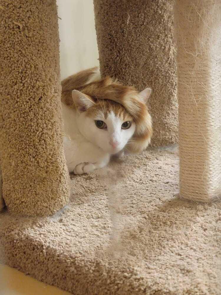 Enlarge Casper, a Adoptable Domestic Short Hair in Naranjito, PR image 5/6