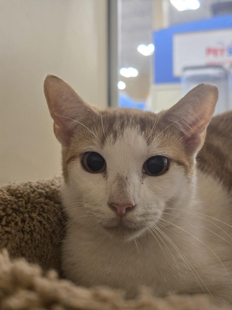 Enlarge Casper, a Adoptable Domestic Short Hair in Naranjito, PR image 6/6