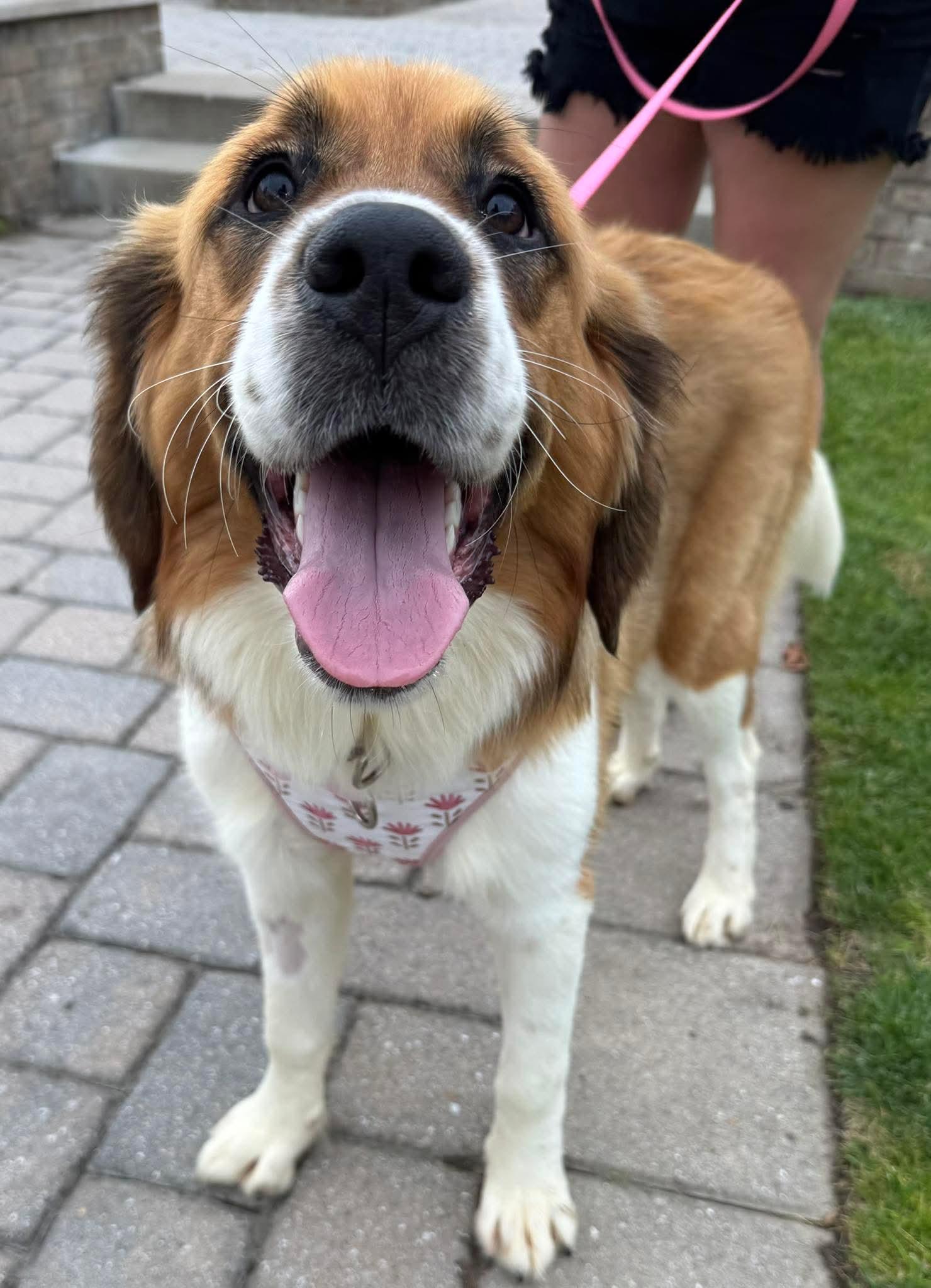 Christina Kyky, Adopted, Young Female Saint Bernard & Bernese Mountain Dog.