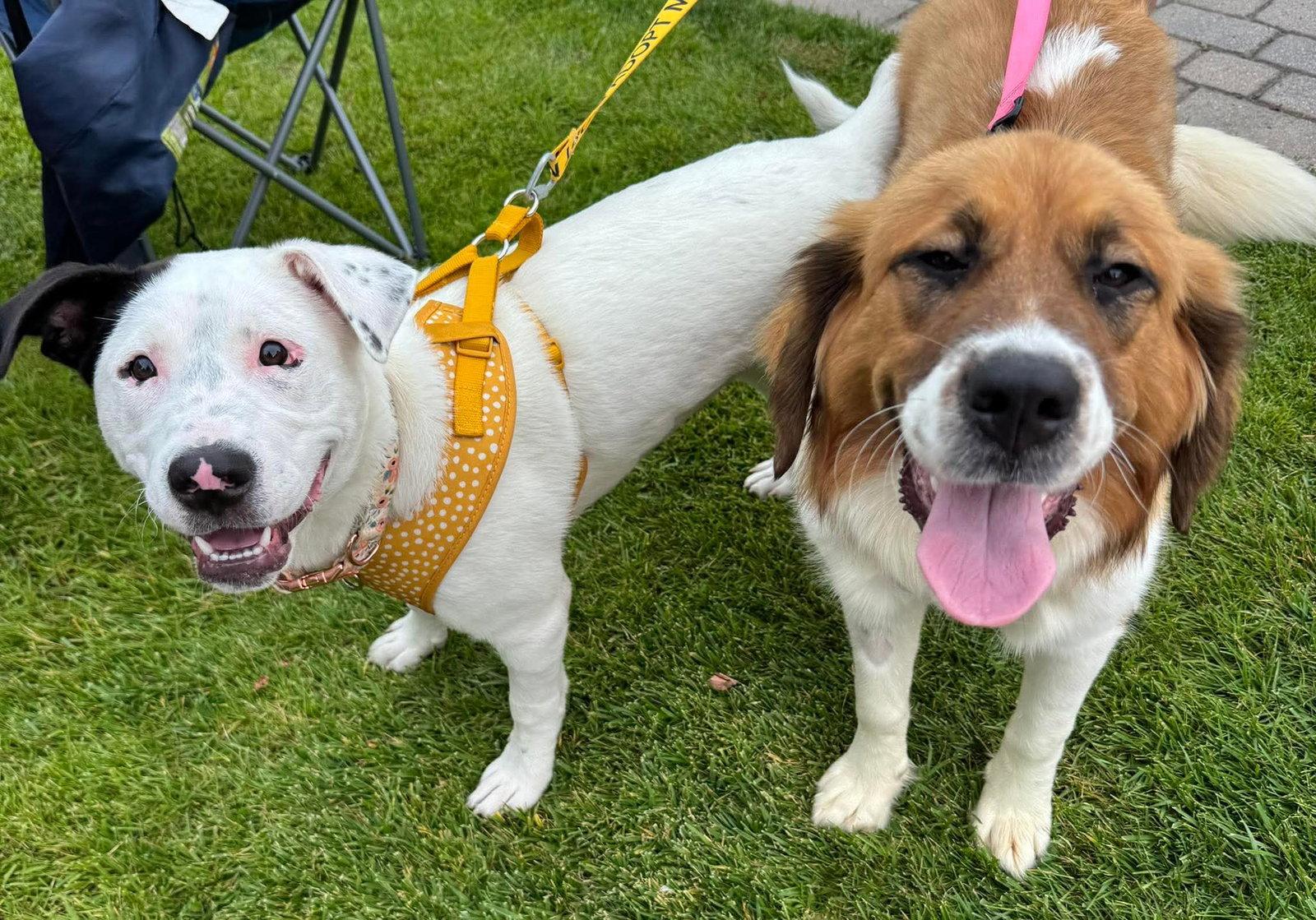 Christina Kyky, a Adopted mixed breed in Germantown, OH image 2/3