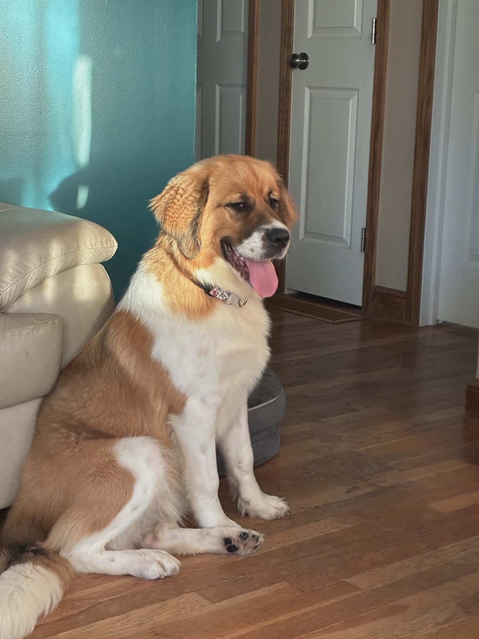 Christina Kyky, a Adopted mixed breed in Germantown, OH image 3/3