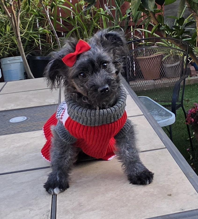 Capivara, a ADOPTABLE Schnoodle in Fallbrook, CA image 1/6