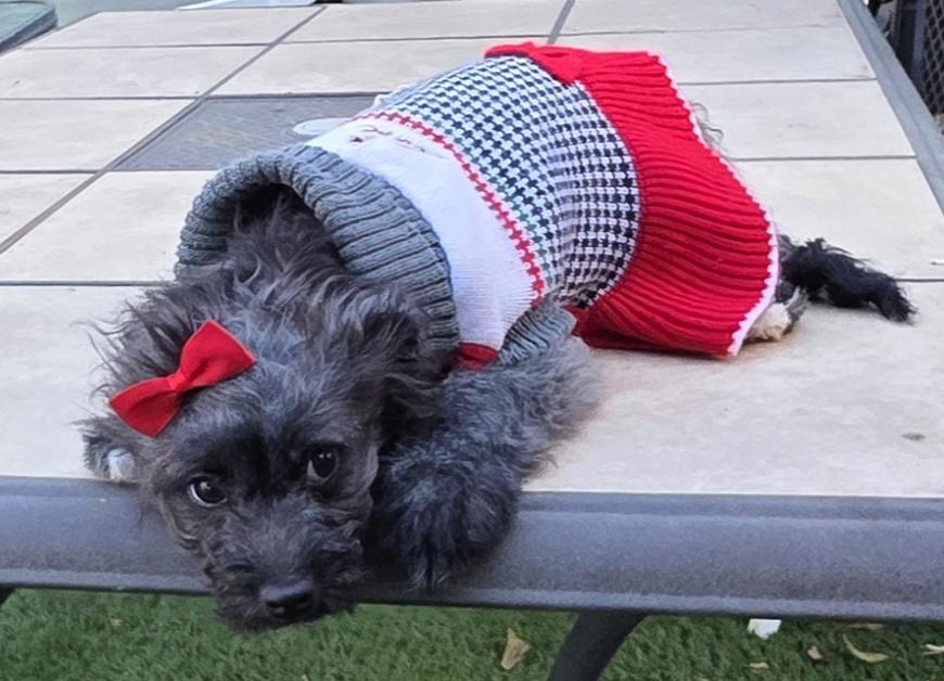 Capivara, a ADOPTABLE Schnoodle in Fallbrook, CA image 3/6
