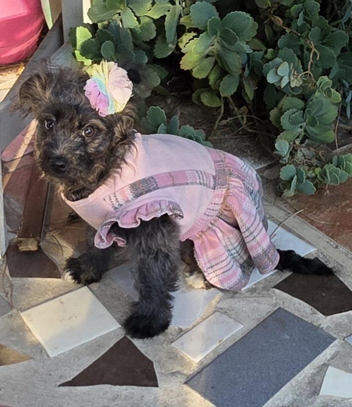 Capivara, a ADOPTABLE Schnoodle in Fallbrook, CA image 4/6