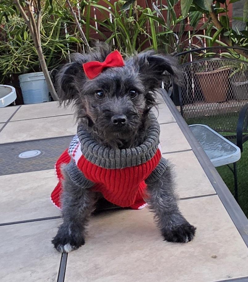Capivara, a ADOPTABLE Schnoodle in Fallbrook, CA image 6/6