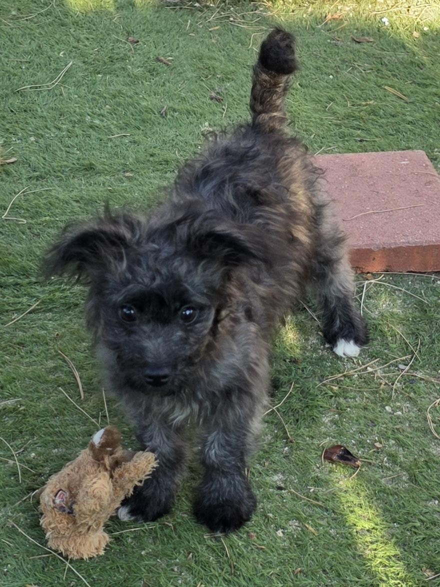 Capivara, a ADOPTABLE Schnoodle in Fallbrook, CA image 2/6