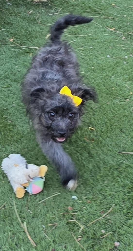 Capivara, a ADOPTABLE Schnoodle in Fallbrook, CA image 5/6