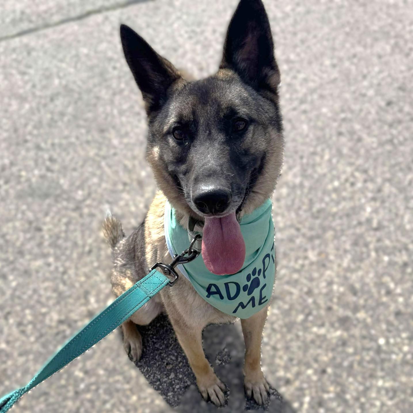 Helix, Adult Male Norwegian Elkhound