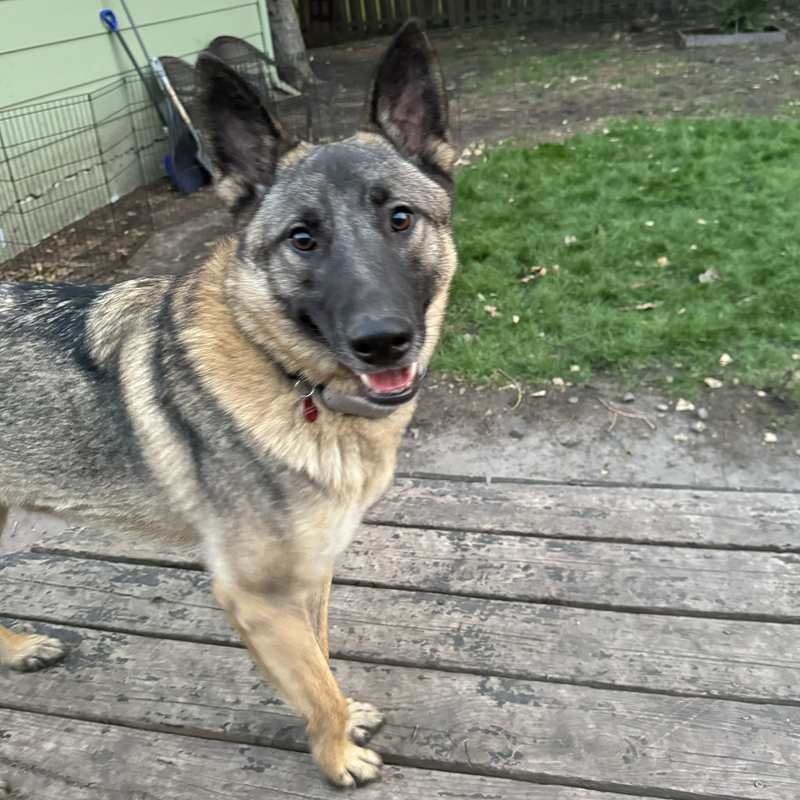 Helix, a Adoptable mixed breed in Grand Forks, ND image 4/5