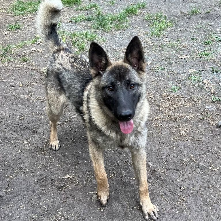 Helix, a Adoptable mixed breed in Grand Forks, ND image 5/5