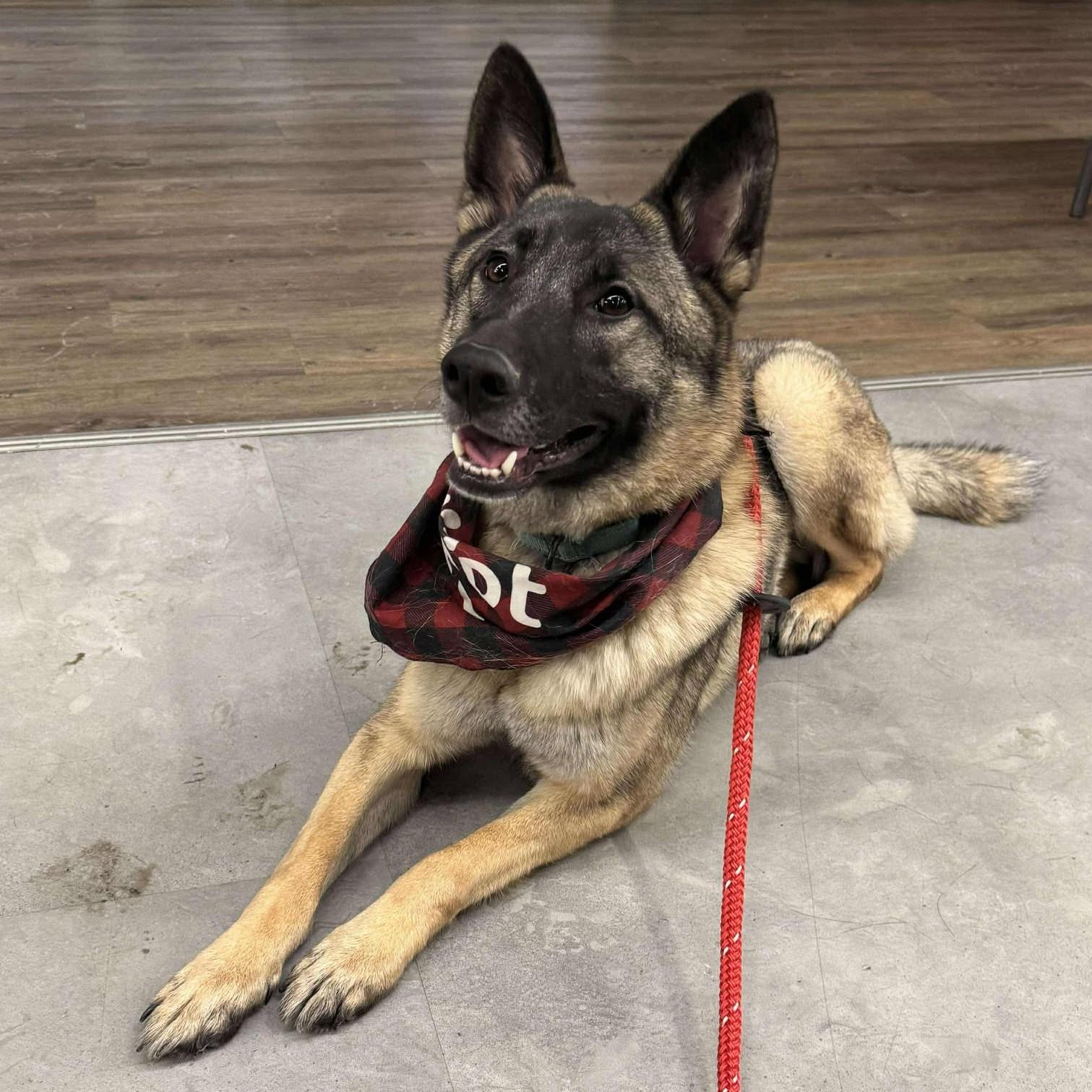 Helix, a Adoptable mixed breed in Grand Forks, ND image 2/5