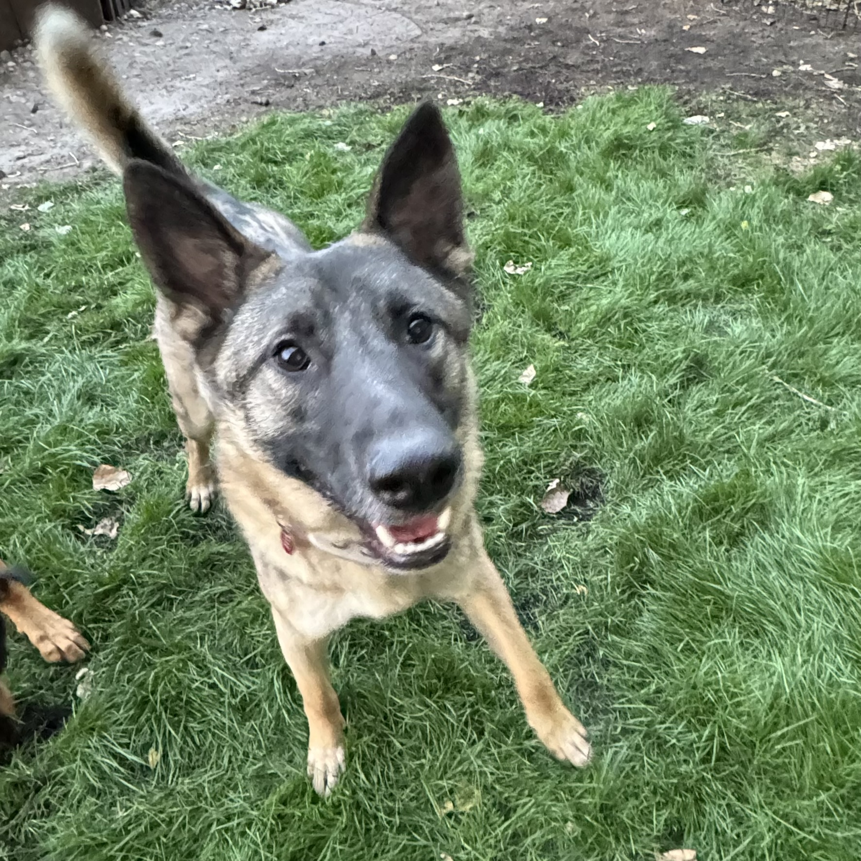 Helix, a Adoptable mixed breed in Grand Forks, ND image 3/5