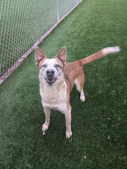 Enlarge Chaos, a Adoptable mixed breed in Louisburg, NC image 1/1