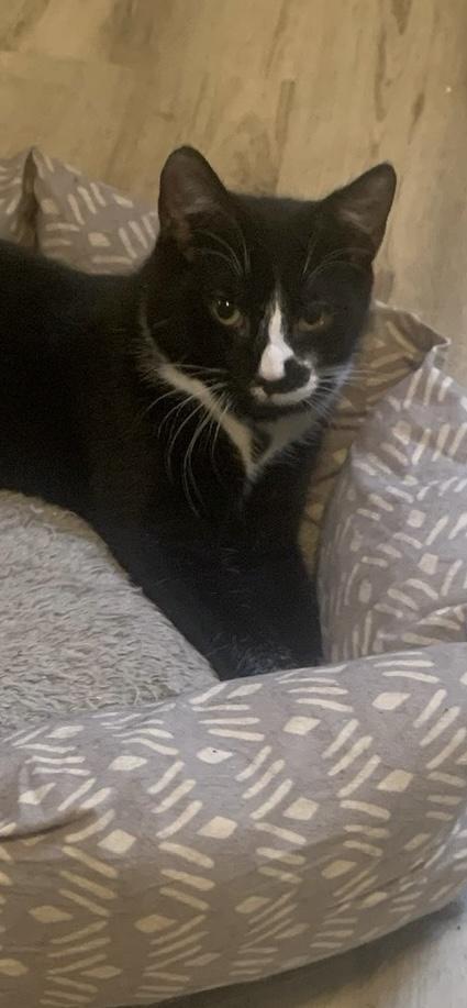 Spencer, Adoptable, Kitten Male Domestic Short Hair.