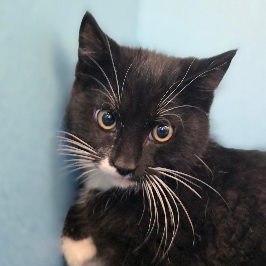 Enlarge Reuben, a Adoptable Domestic Short Hair in Wickenburg, AZ image 1/1