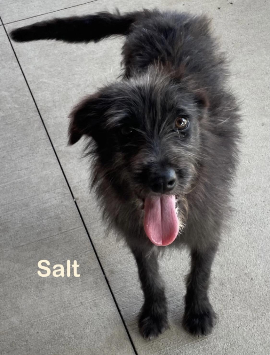 Enlarge Salt PULLED BY RESCUE, an adopted Terrier in Canton, OH image 1/1