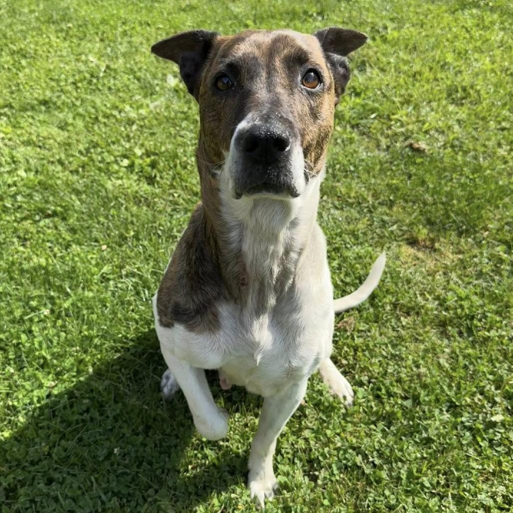 Whitleigh, Adoptable, Senior Female Pit Bull Terrier & Hound.