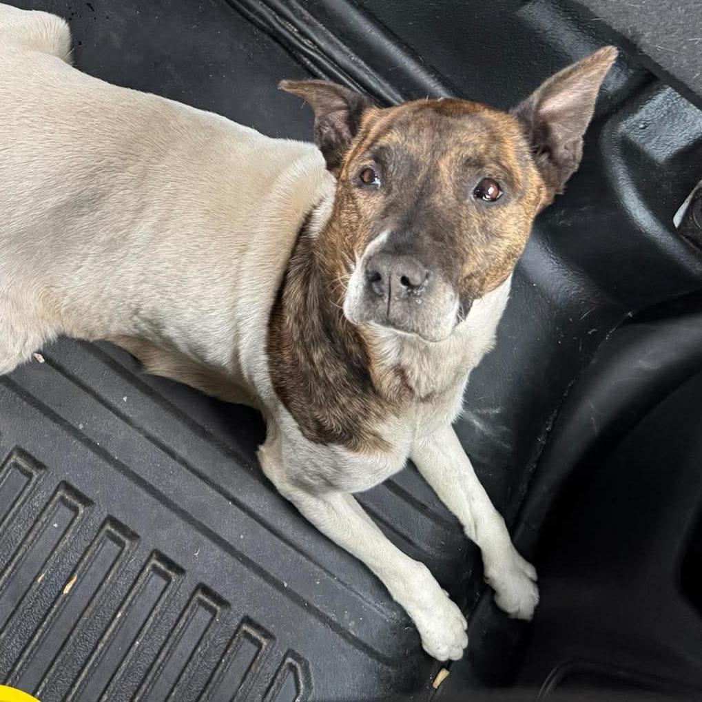 Enlarge Whitleigh, a Adoptable mixed breed in Shinnston, WV image 2/2