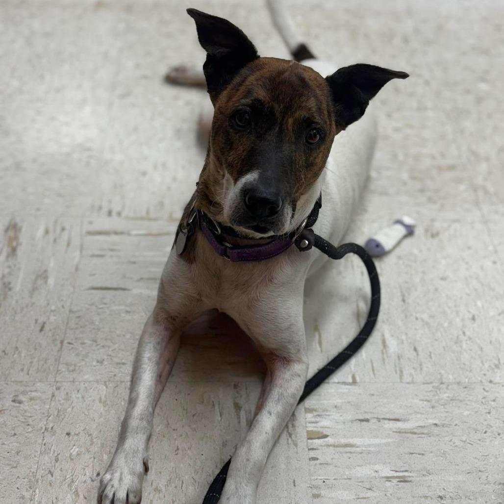 Enlarge Whitleigh, a Adoptable mixed breed in Shinnston, WV image 3/3