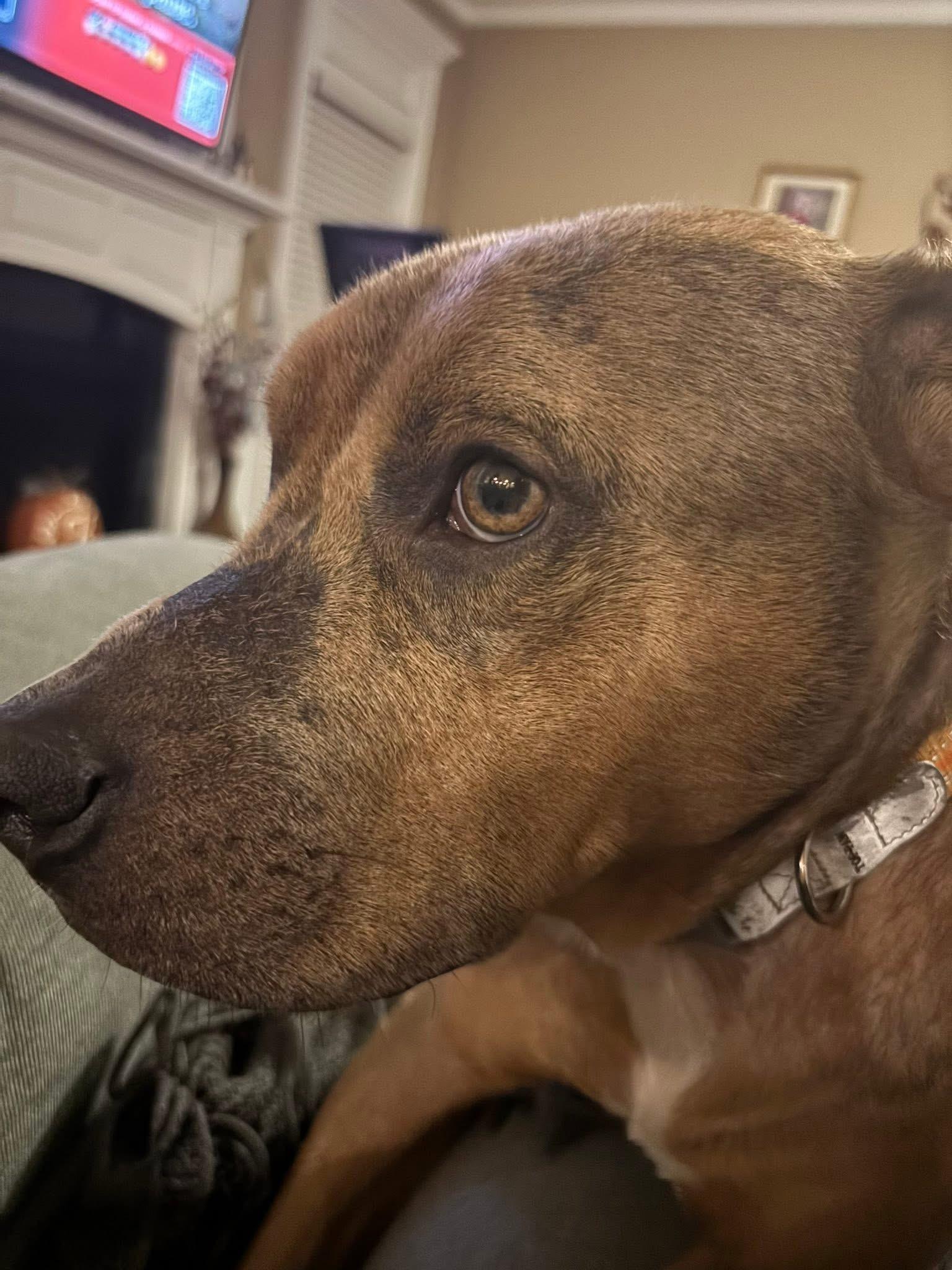 Archie, adopted, Young Male Pit Bull Terrier.